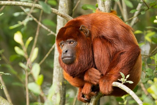 The Red Howler Monkey