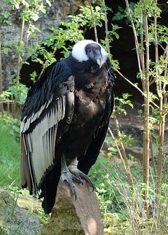 The Andean Condor