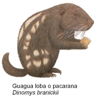 The Pacarana